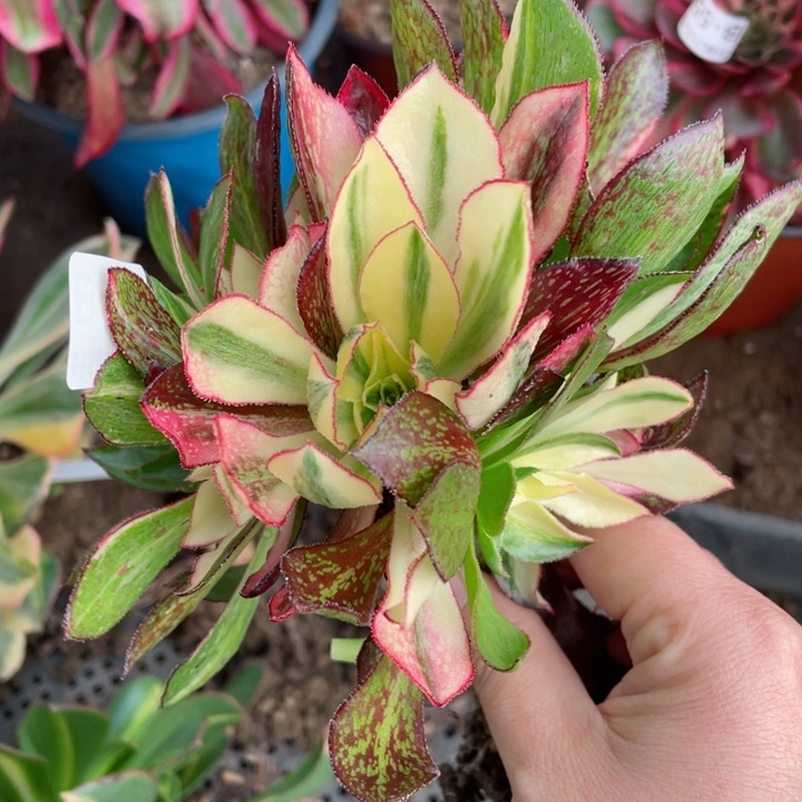 805魅影七彩嫁接多肉12345678