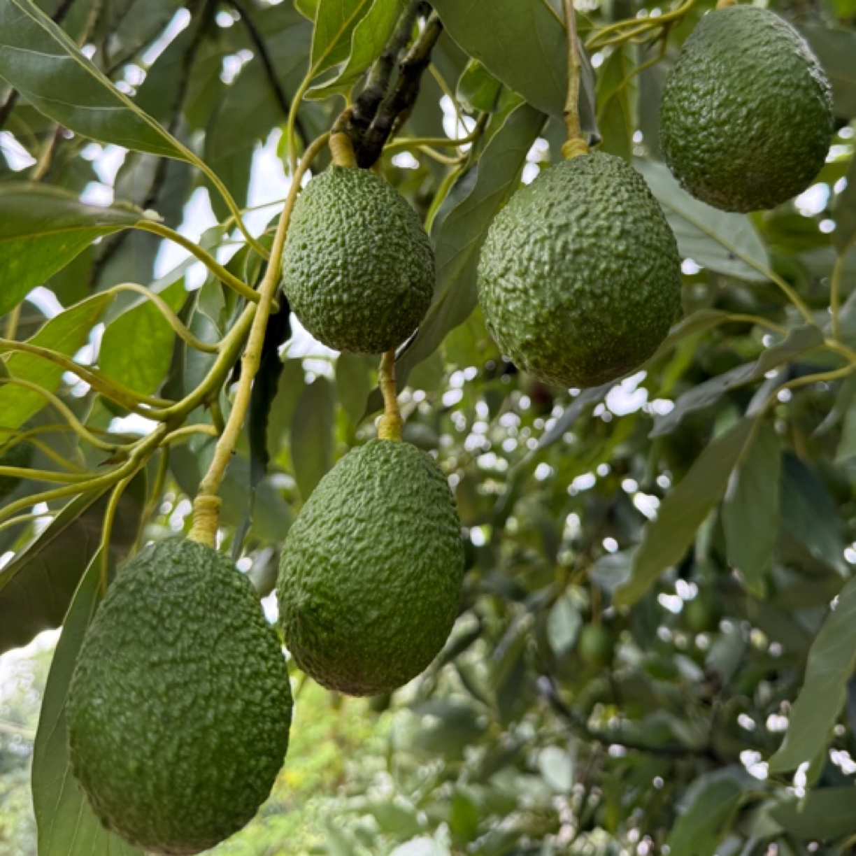 哈斯牛油果新鲜当季水果宝宝辅食