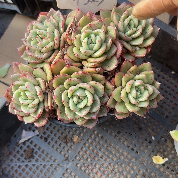 两单包邮，一物一拍，323冬云