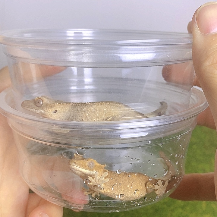 豹纹守宫一对双红