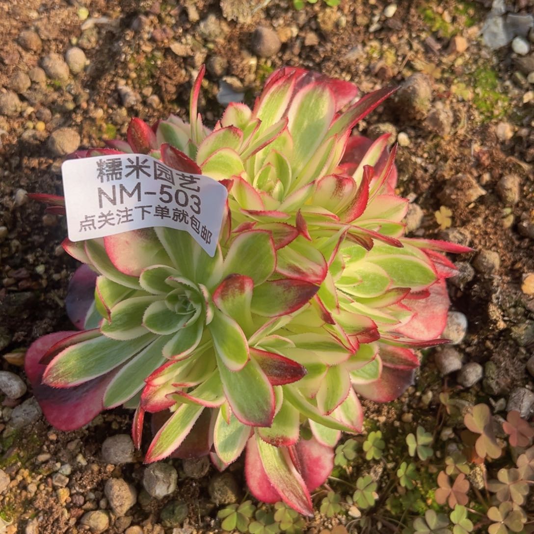 荔枝绣球多肉植物503