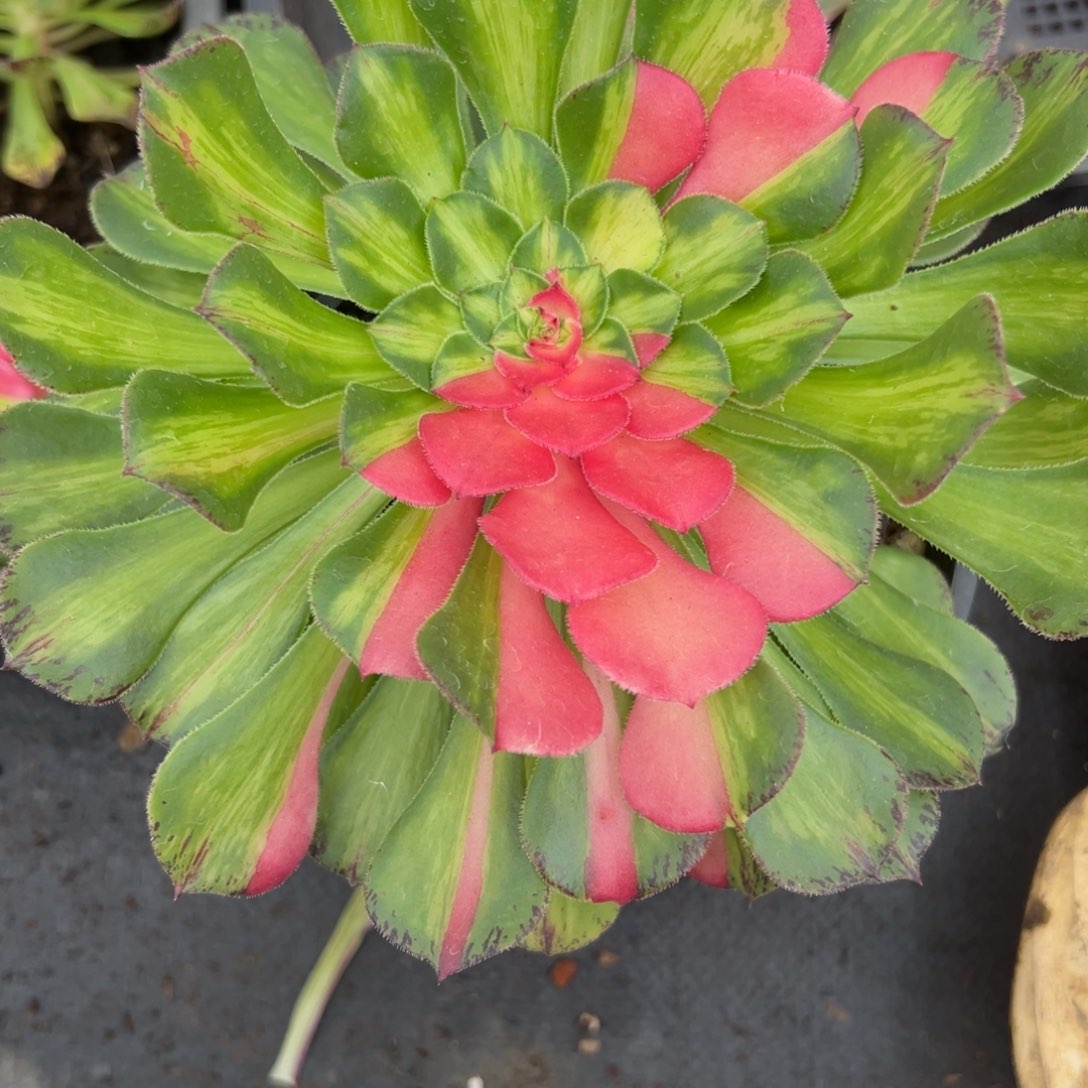 7177知否多肉植物系