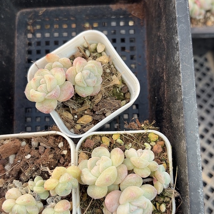 131 号到手1框一物一拍