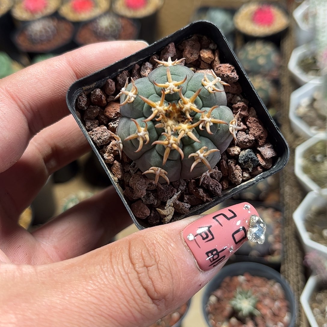 中猫爪单头发货单头发