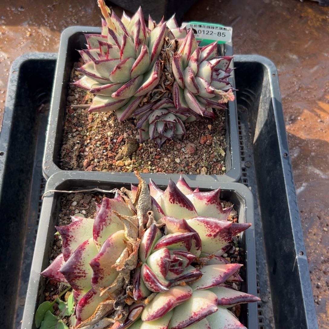 多肉精选编号0122.85