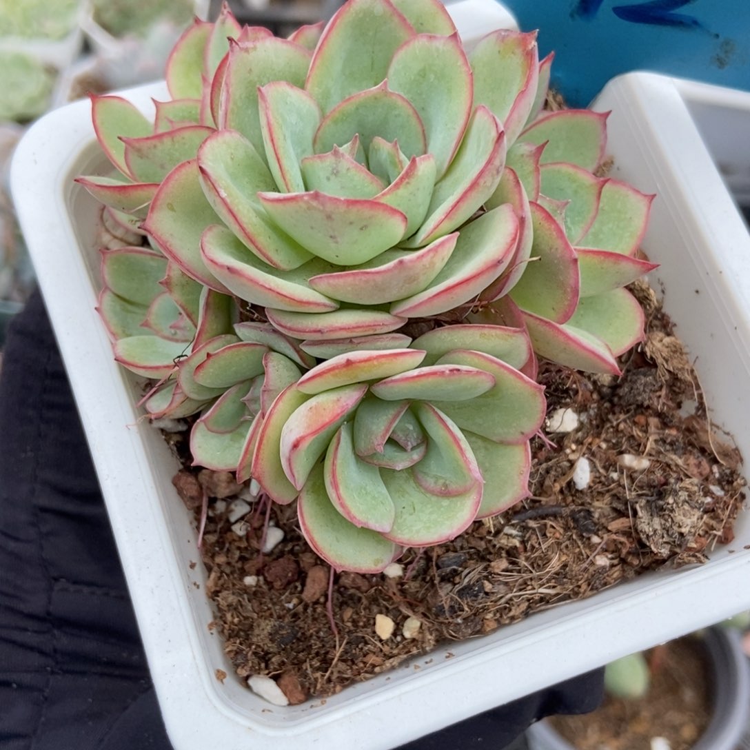 012牡丹亭多肉植物