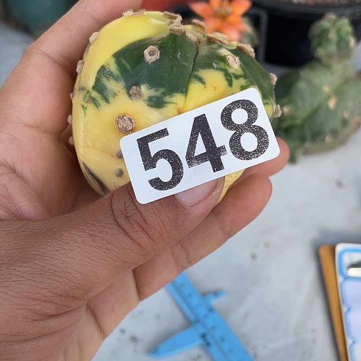 548号无根仙人球一棵
