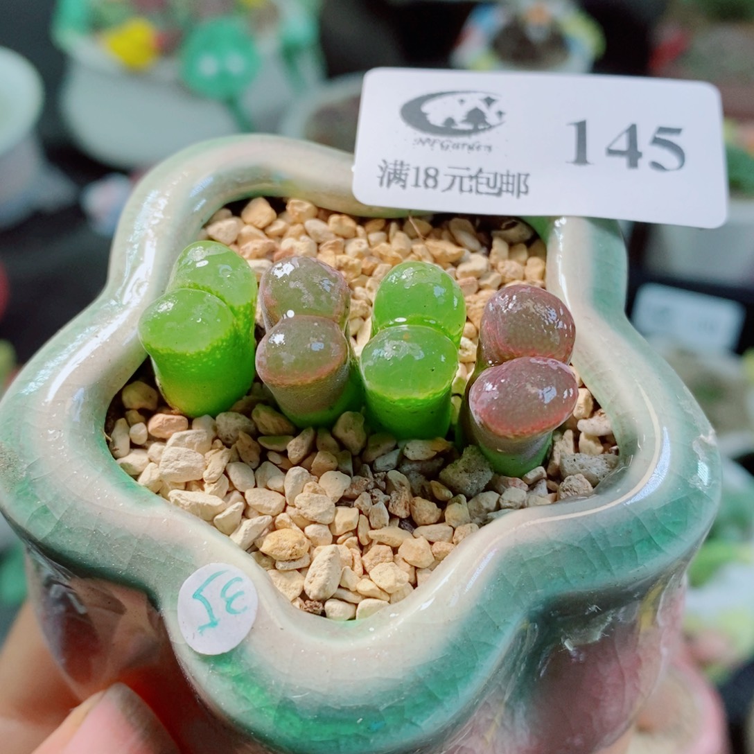 生石花花花花花花花145