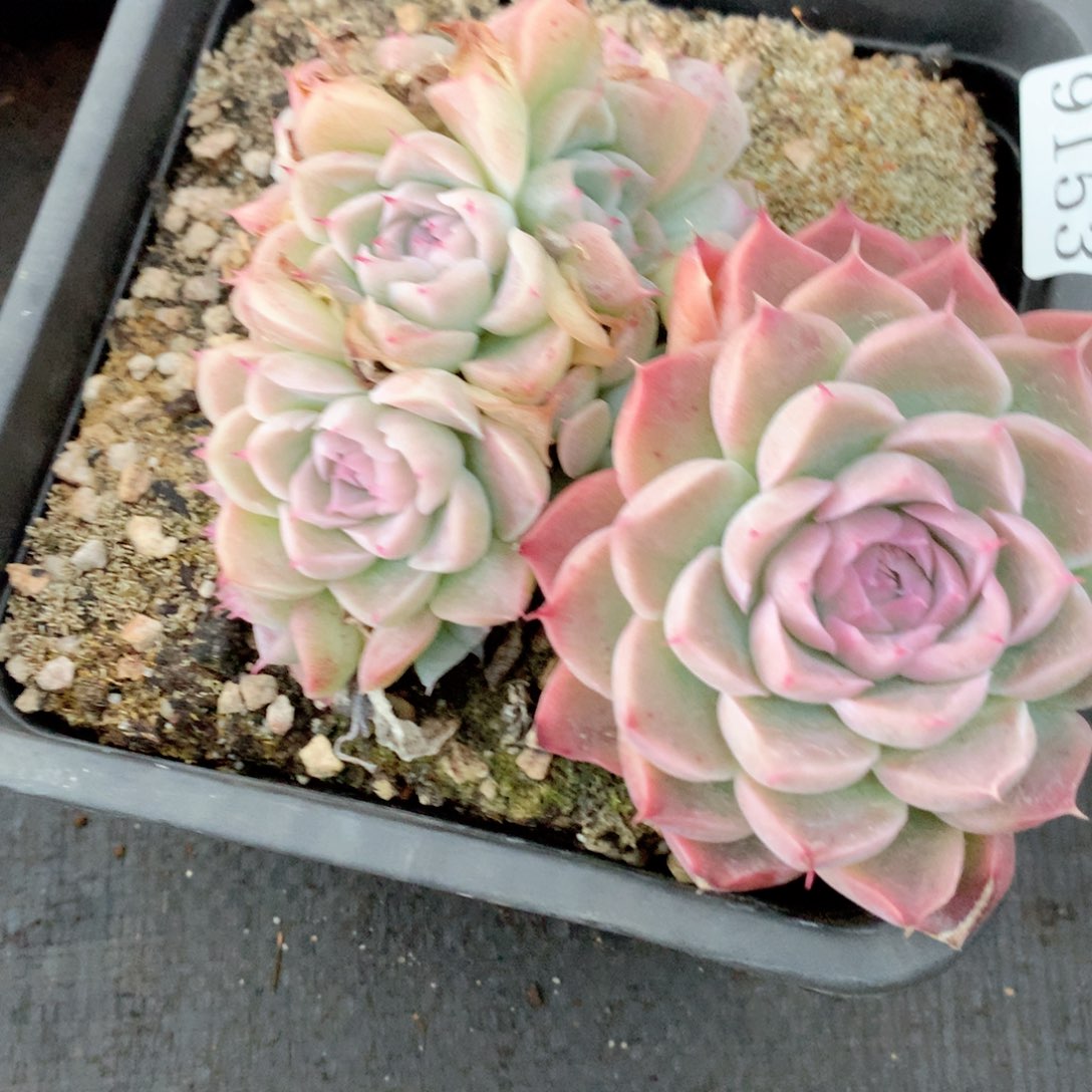 9153杂交多肉植物基地