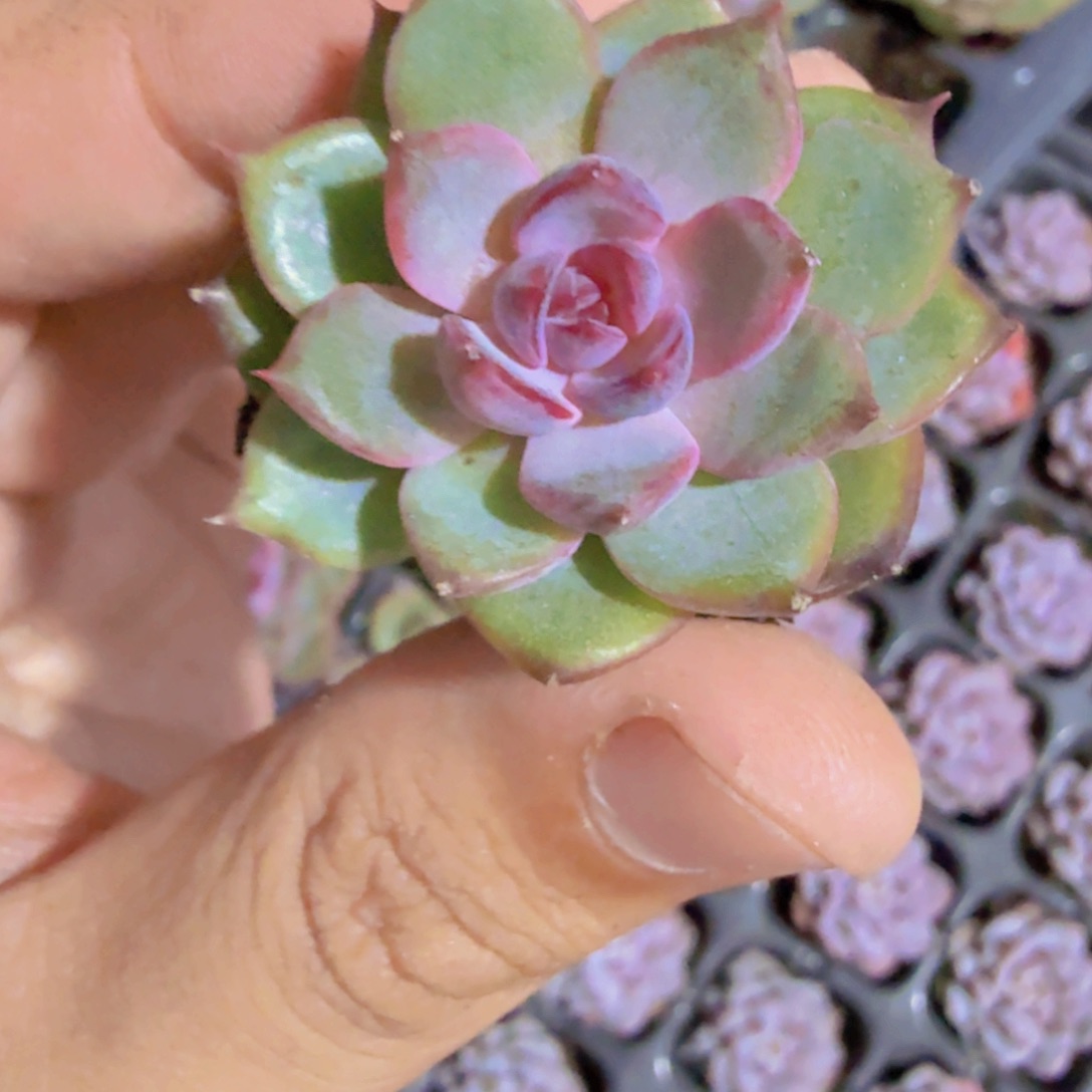 蓝莓芝士五颗一组