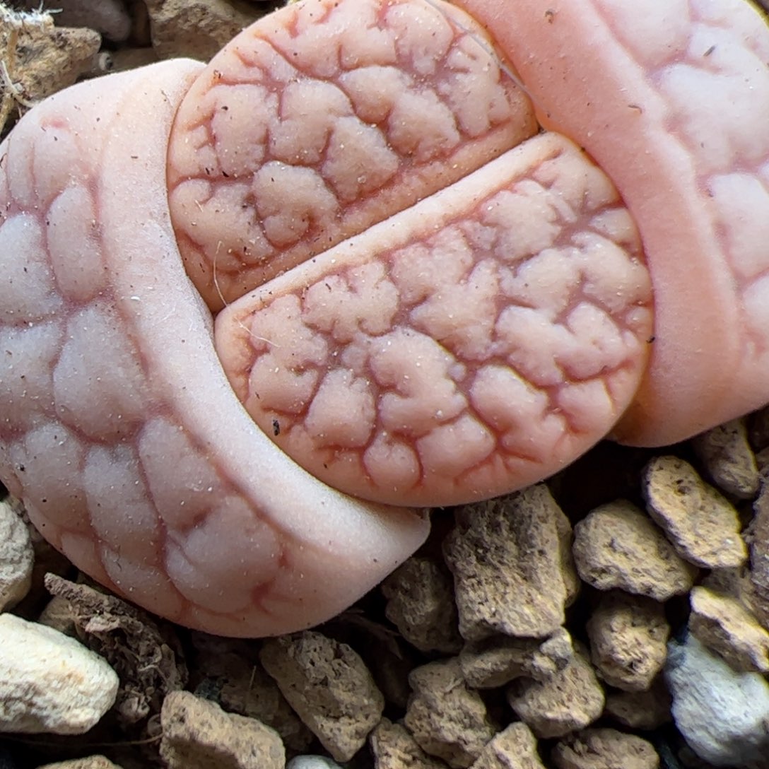 0802号261多肉植物