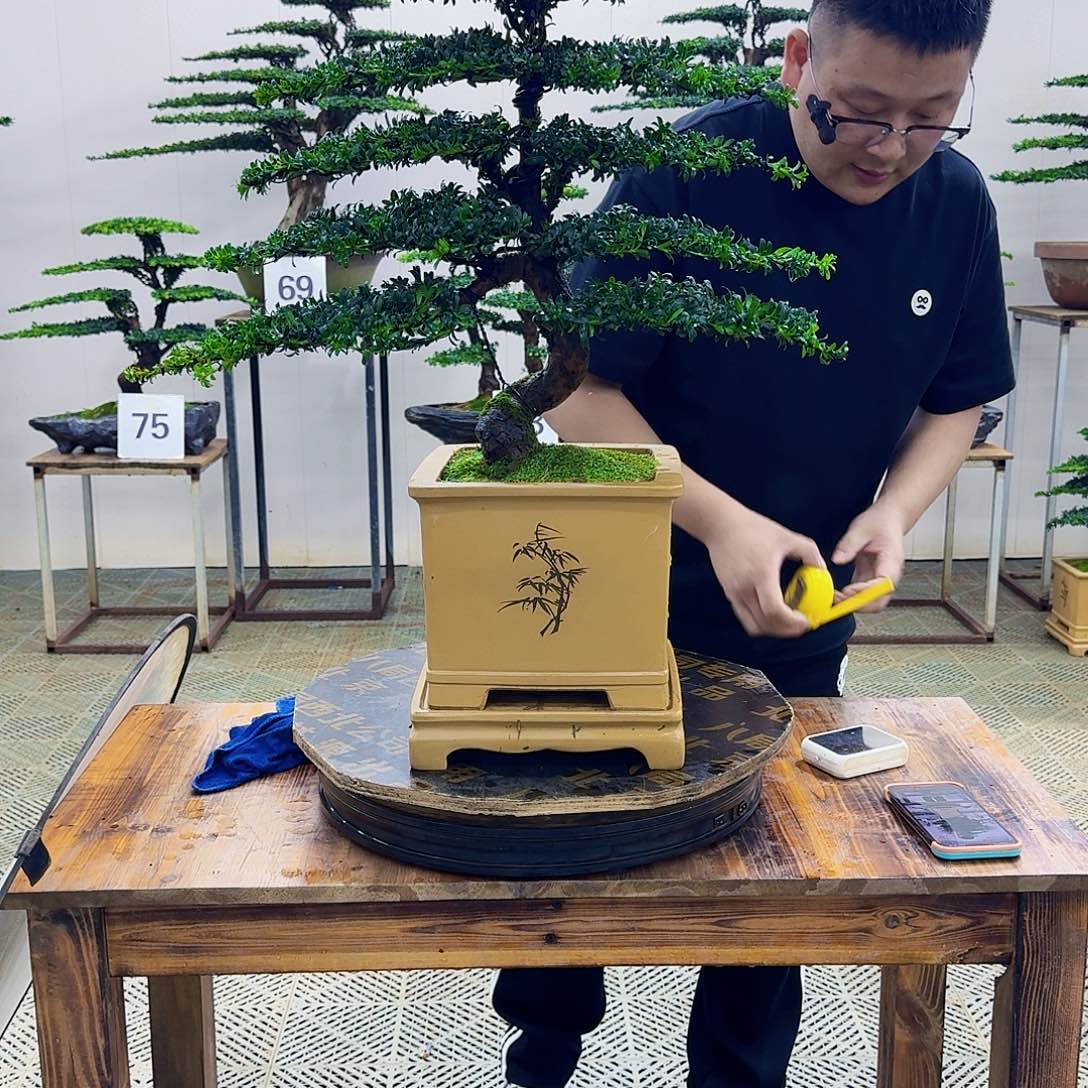 无花朵珍珠罗汉松造型盆景