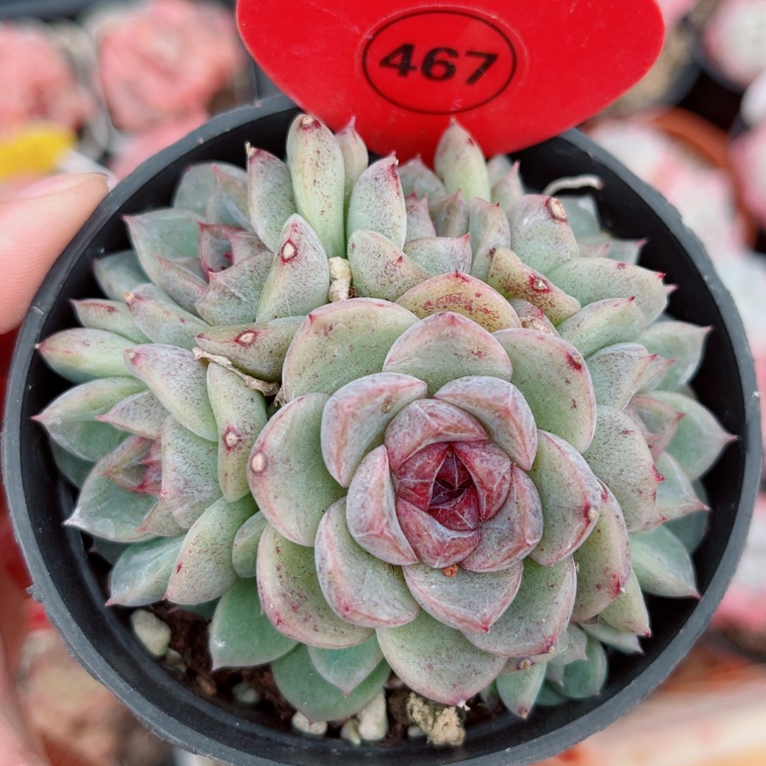 467号小老桩海魂群8头