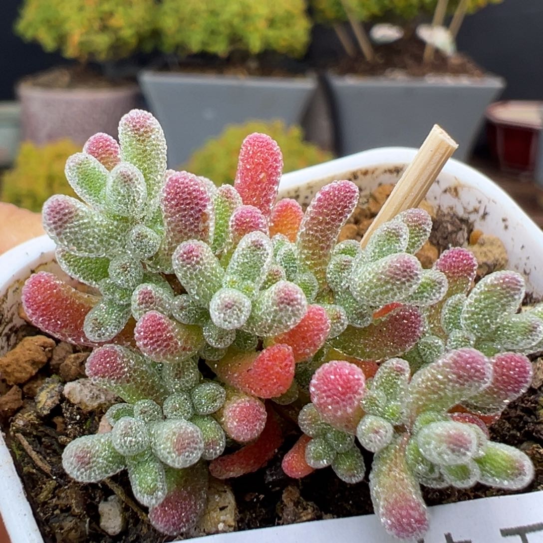 dy5365实生草莓冰晶冠幅3cm