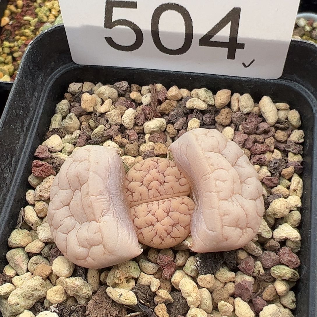 源***一一物一拍脱土发189荒玉504