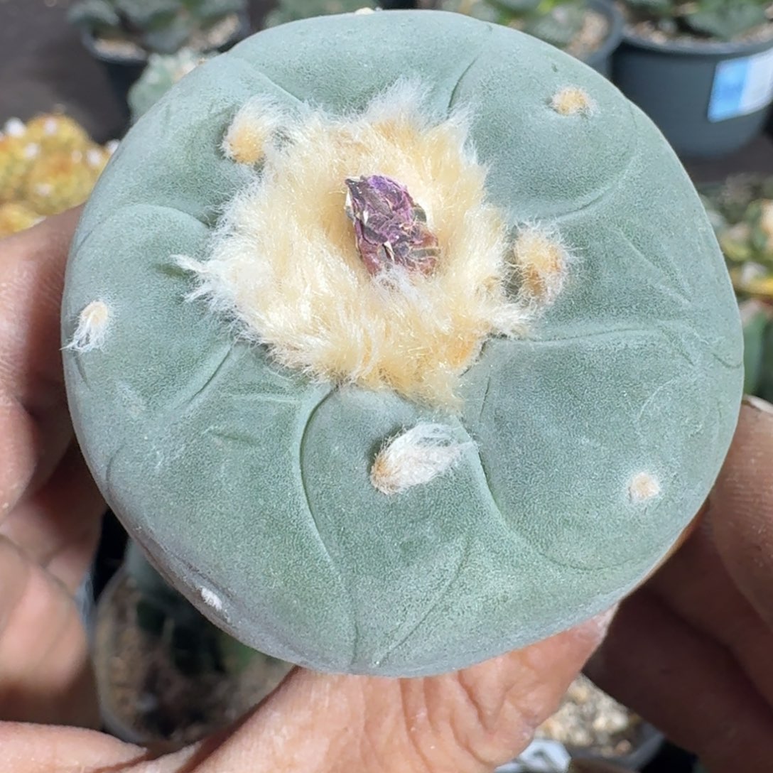 【闪购商品】实生日系白肌大尤670植物