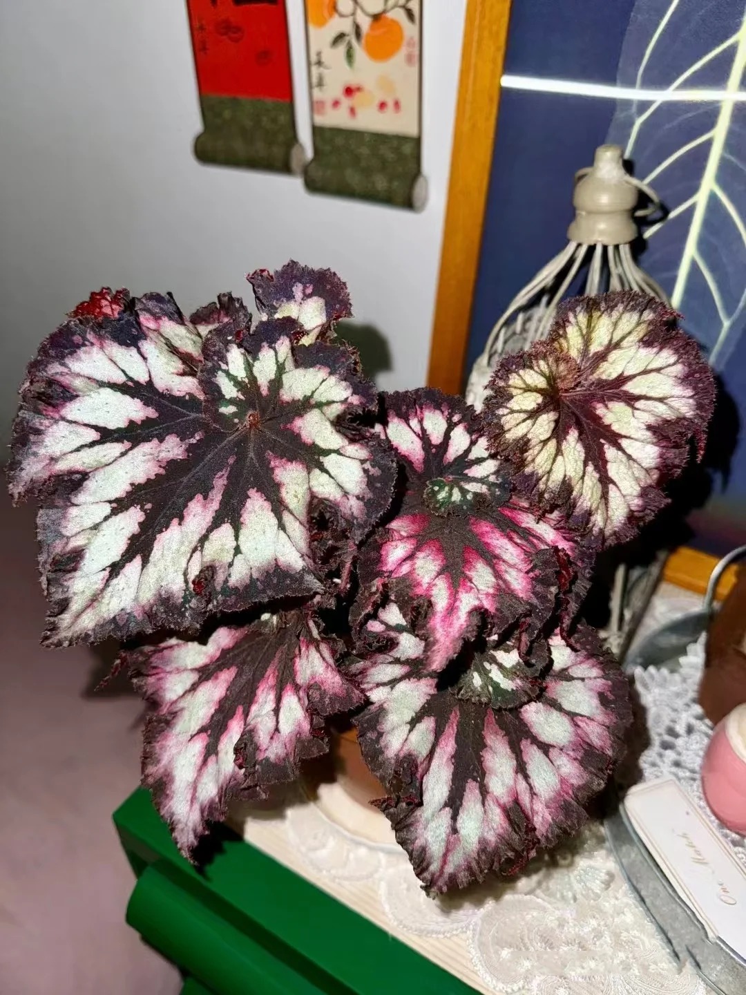 暗夜星空秋海棠室内观叶植物秋海棠盆栽好养