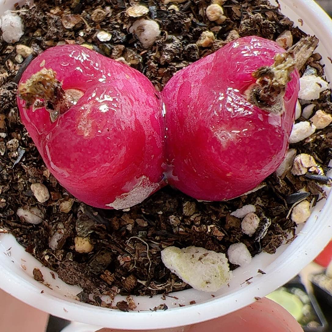 【闪购商品】262 福利