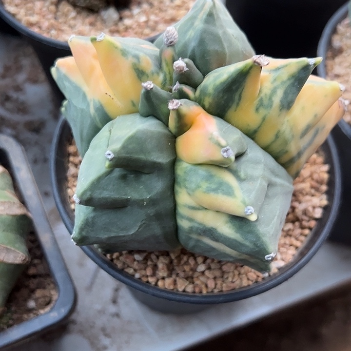 你***一落地自根鸾，尺寸10厘米