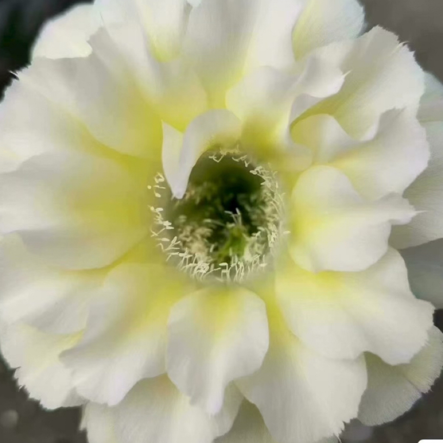彩，黄白C8，侧芽，环境不同花色花型颜色深浅不同属正常，介意勿拍！