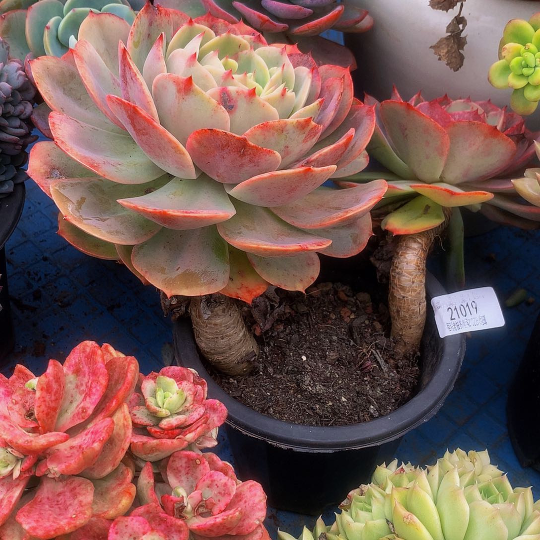 过***烟白雪公主21019多肉多肉