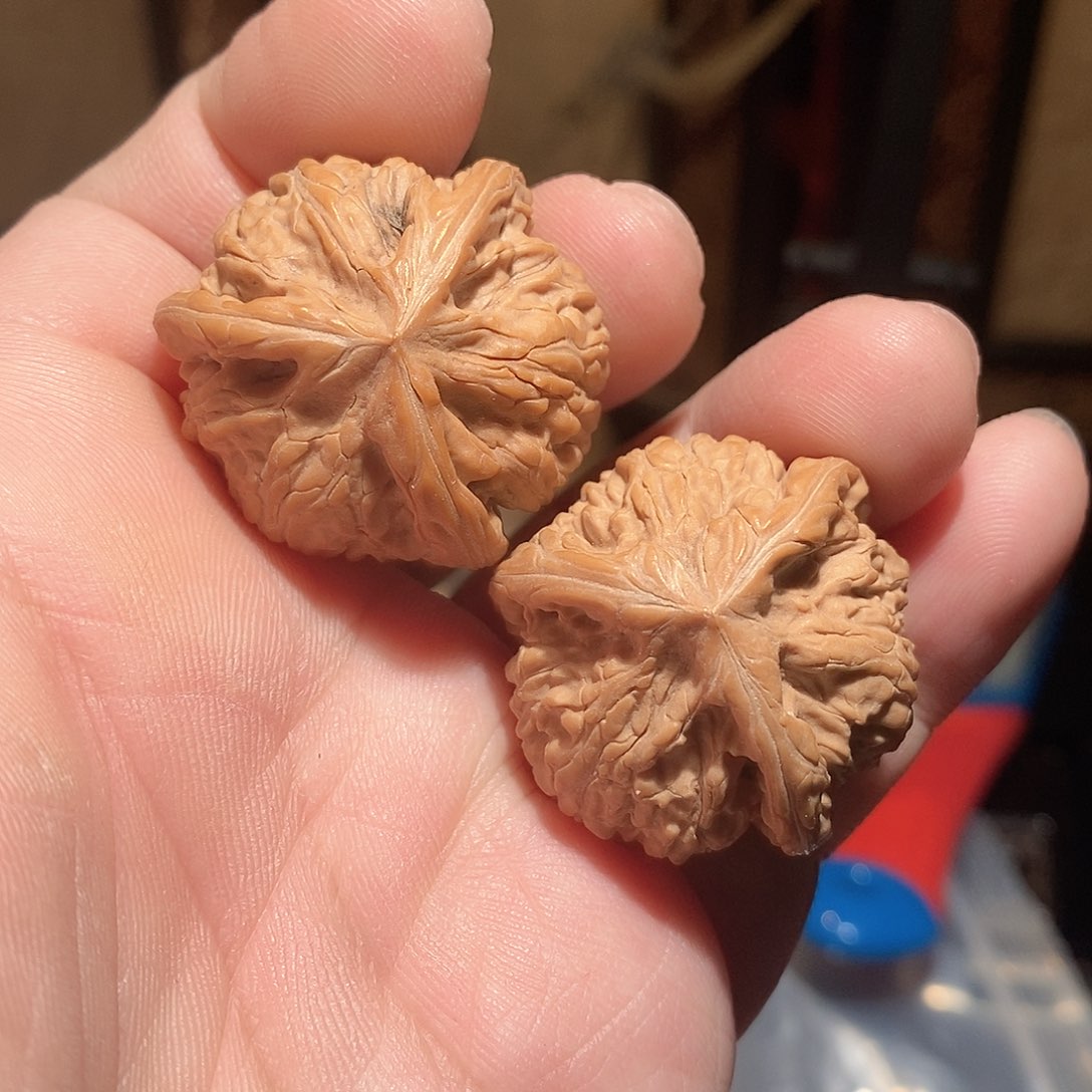 文玩核桃把件臭*熊35文山三棱全品