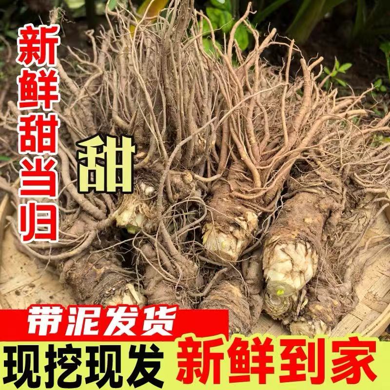 四川滋补气血高山甜当归鲜当归新鲜现采现挖适合中老年泡酒煲汤DR