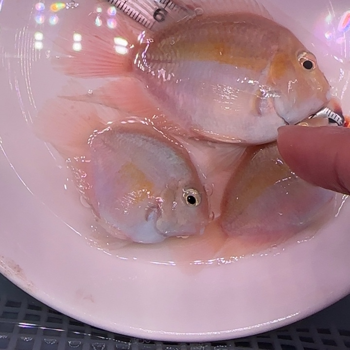 短鲷鱼5-6白金一公2母