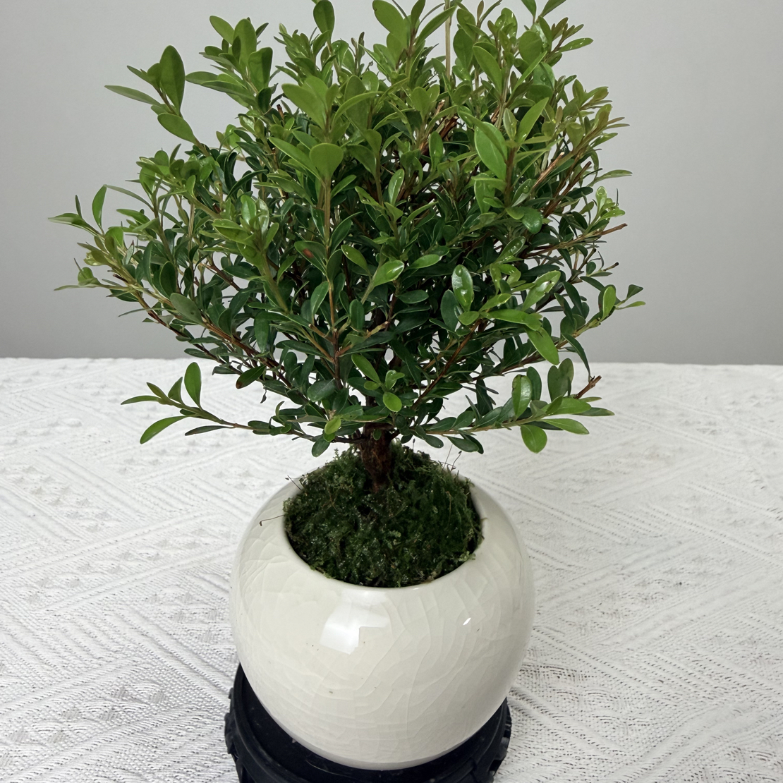 小叶赤楠老桩盆栽四季常绿好养易活可净化空气适合桌面阳台办公室