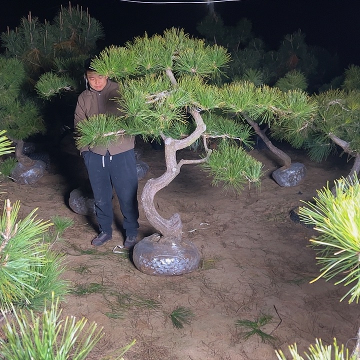 一***人环岛园林黑松直播