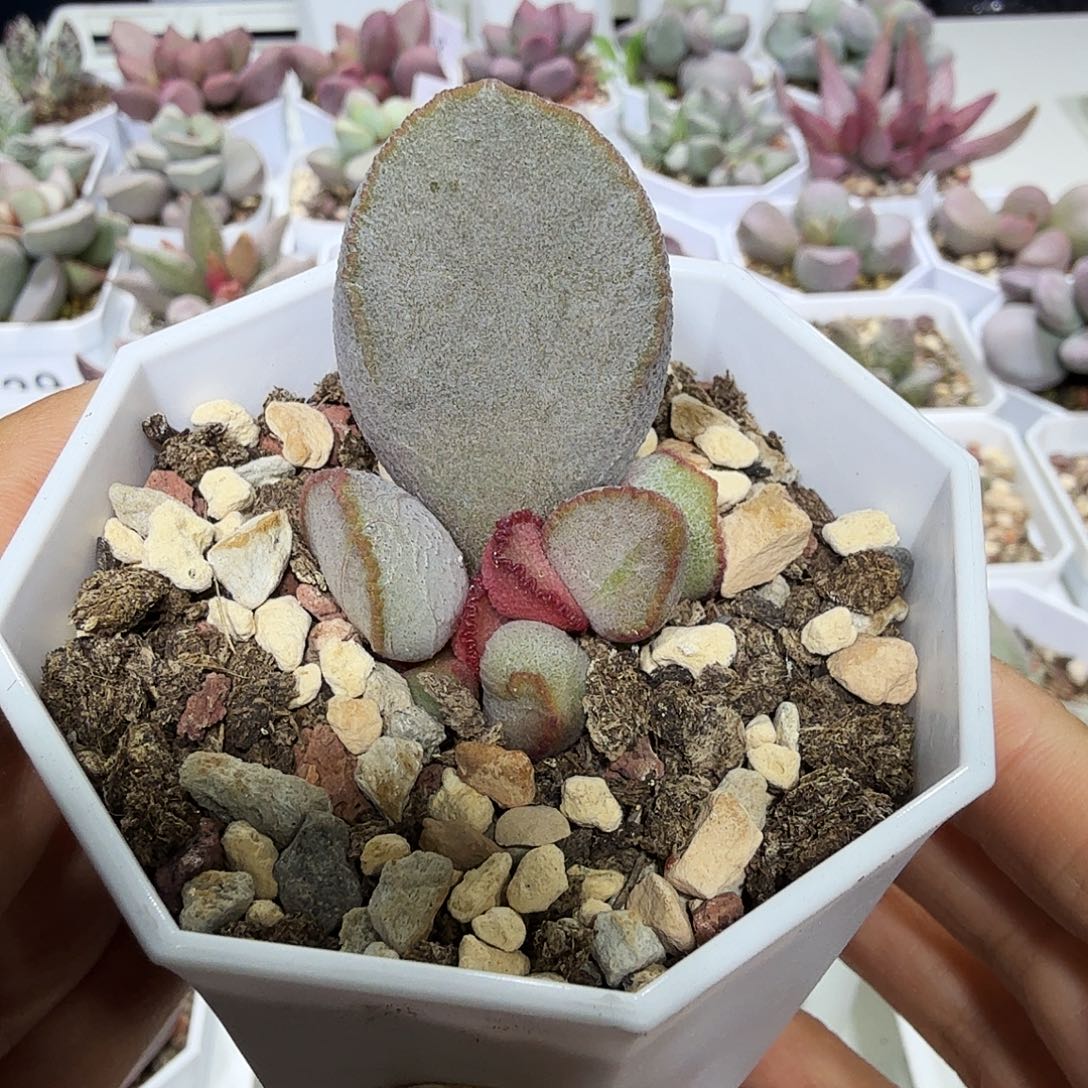 900号水泡多肉植物