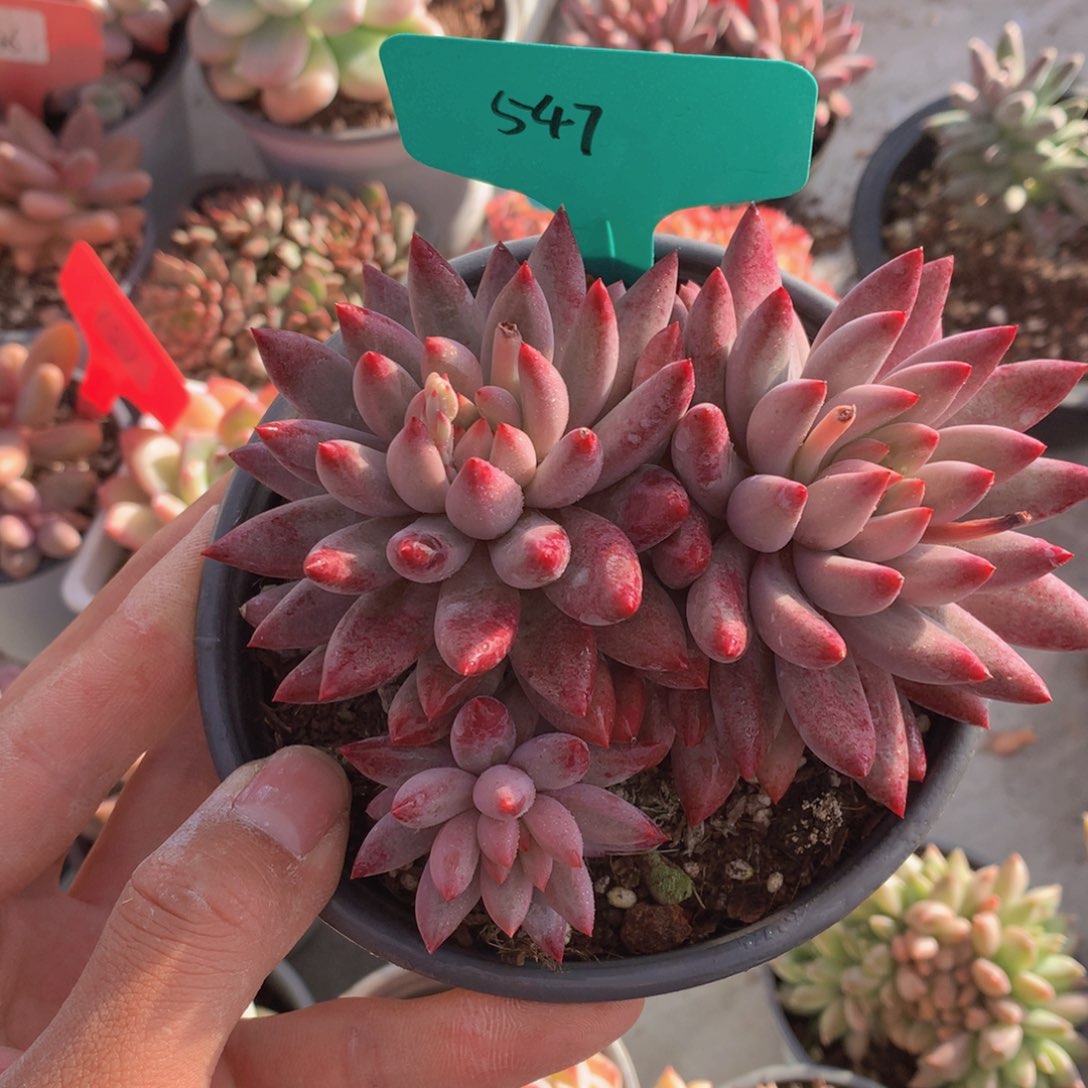 多日子黑五72737373737