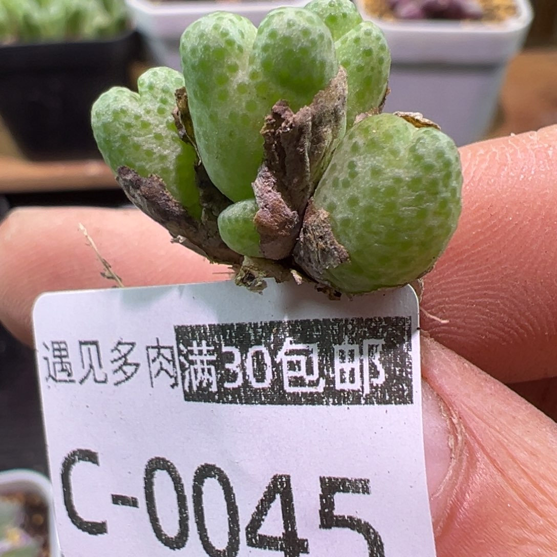 多肉植物111111111111111