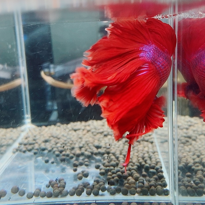 斗鱼黑152号巨斗半月