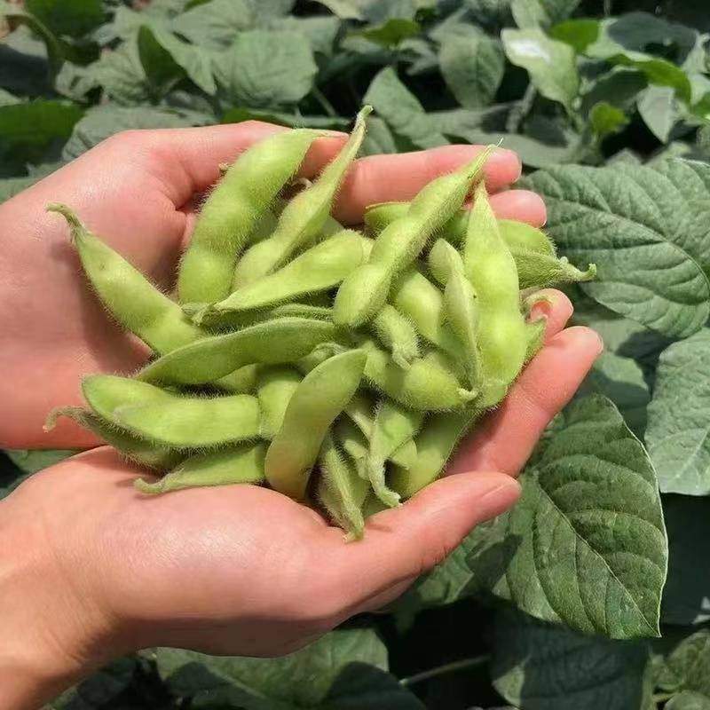 顺丰包邮 萍乡本地莲花毛豆 不打水 脆 甜 嫩