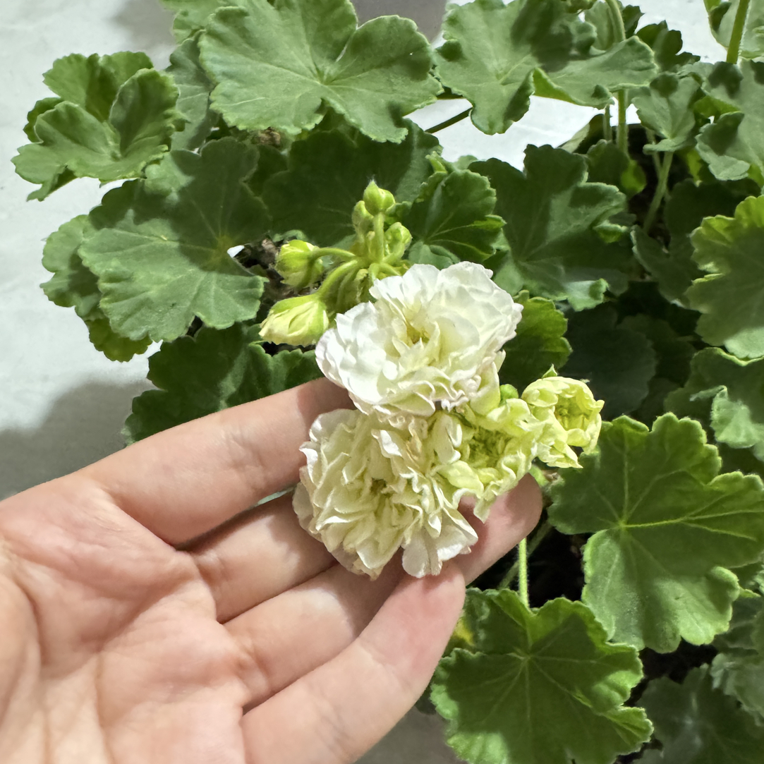 【满月】重瓣花球天竺葵老桩