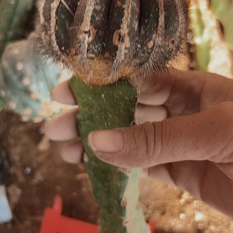 649处理瑕疵仙人球