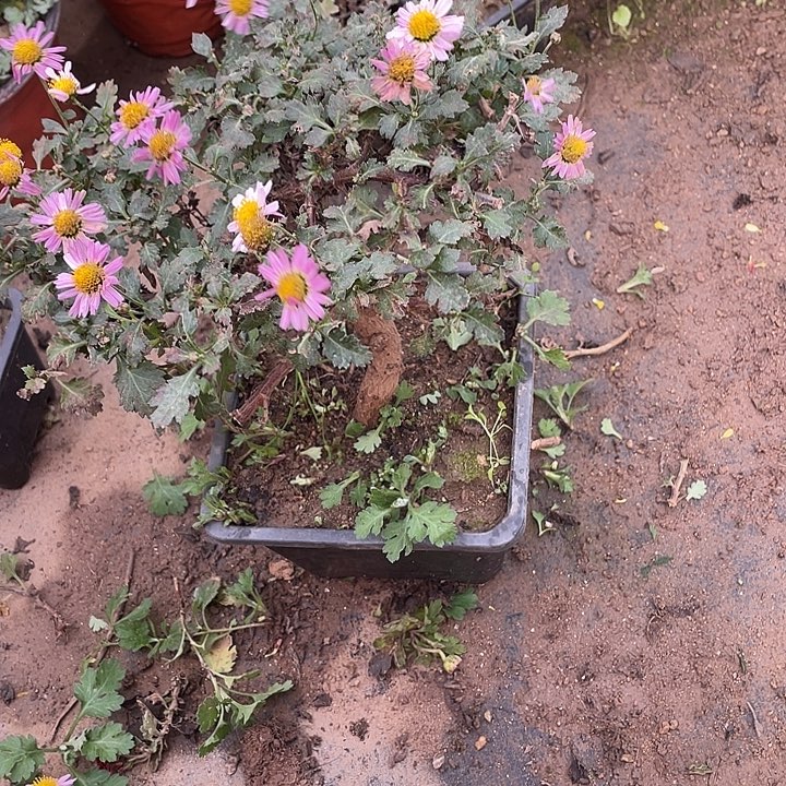 九***才50菊花菊花菊花花花