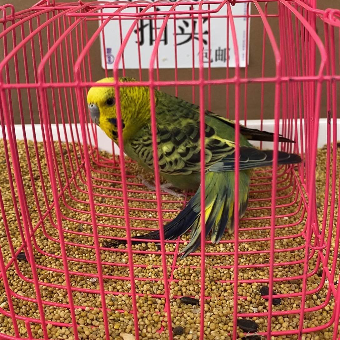 虎皮鹦鹉大头虎皮