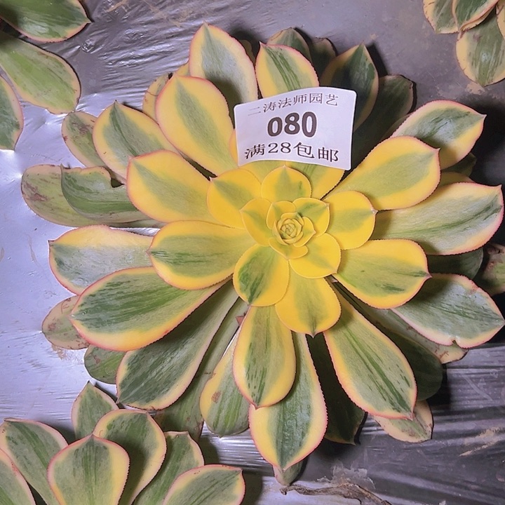 080灿烂多肉植物