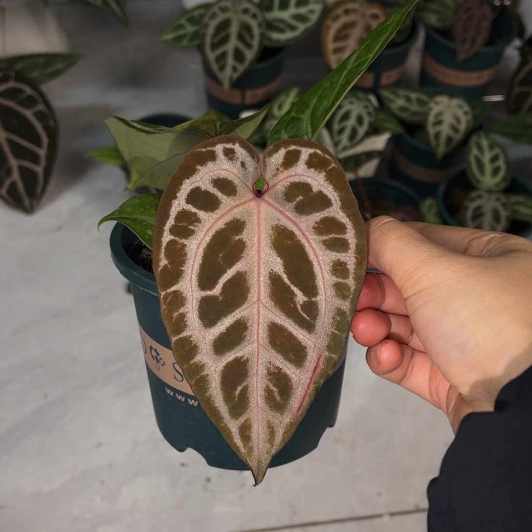 无花朵粉柠檬杂nse（尾货价）12