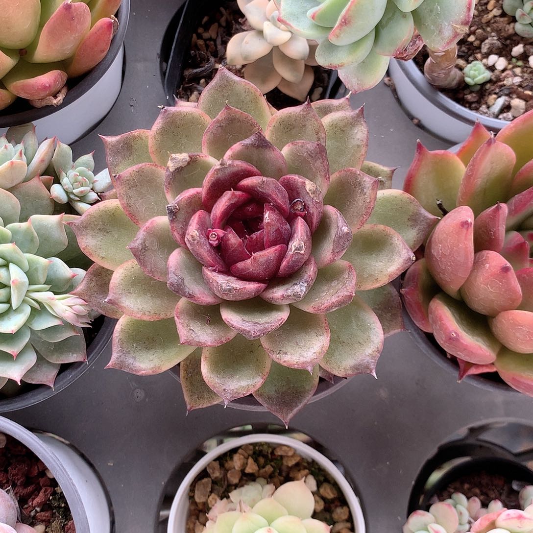 黑水晶玫瑰多肉植物老桩