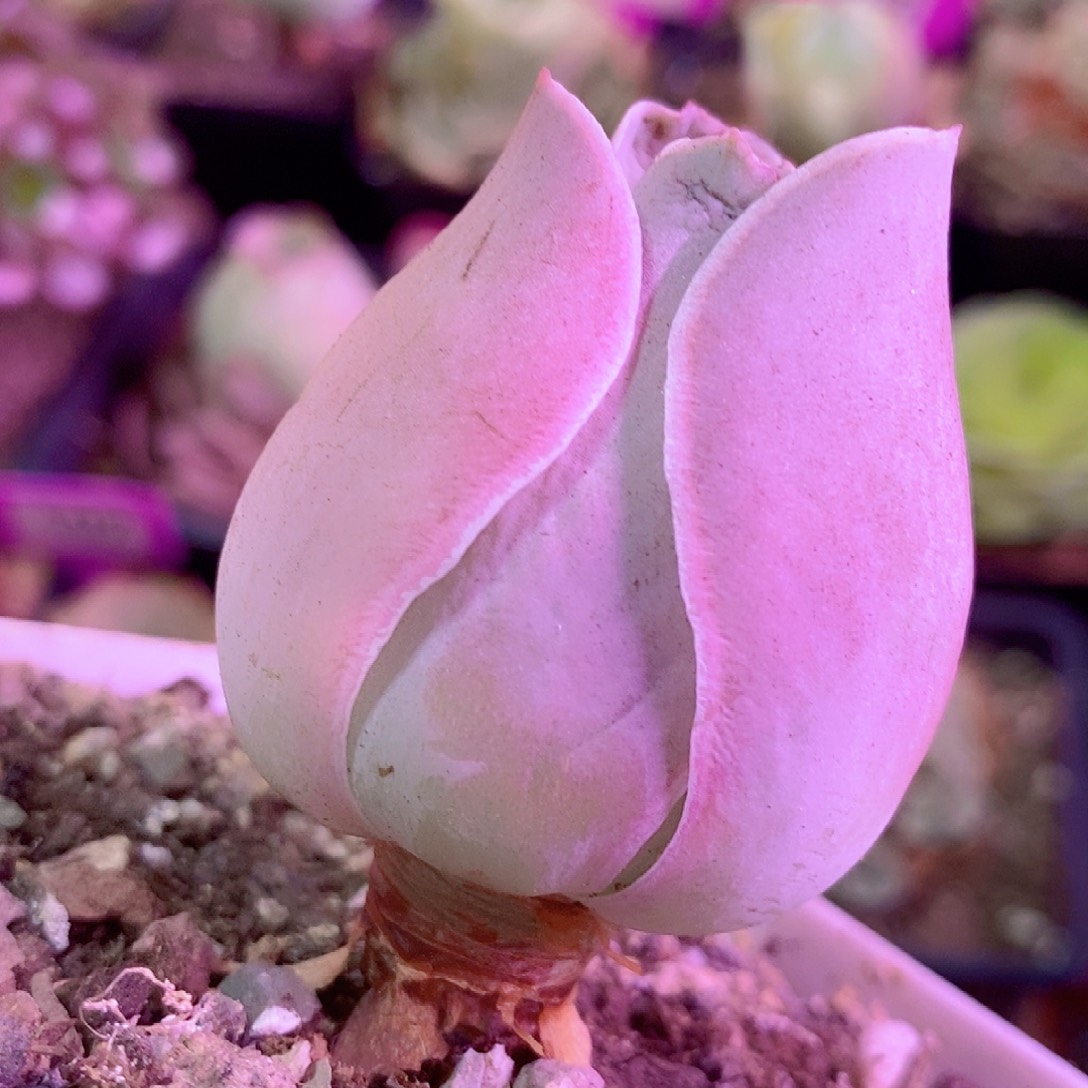 山地玫瑰一物一拍077帕系