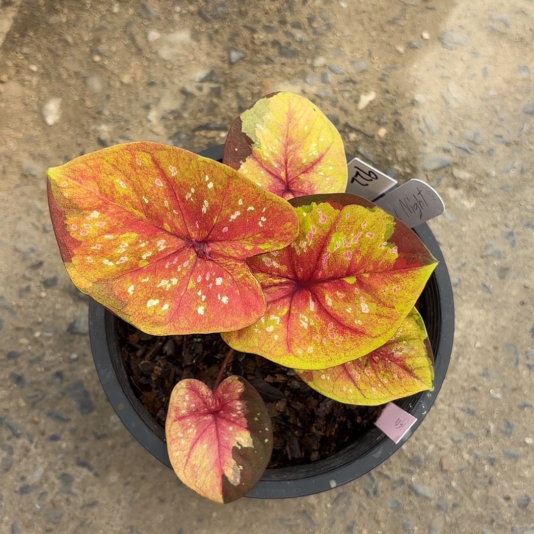 泰国彩叶芋992-0204