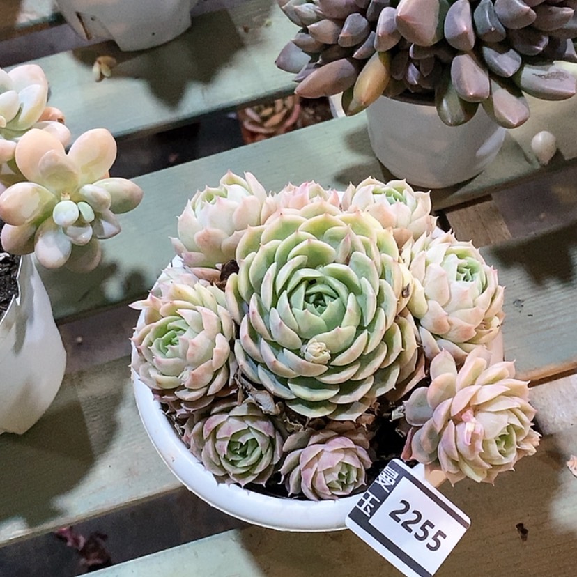 【闪购商品】昂斯洛2255