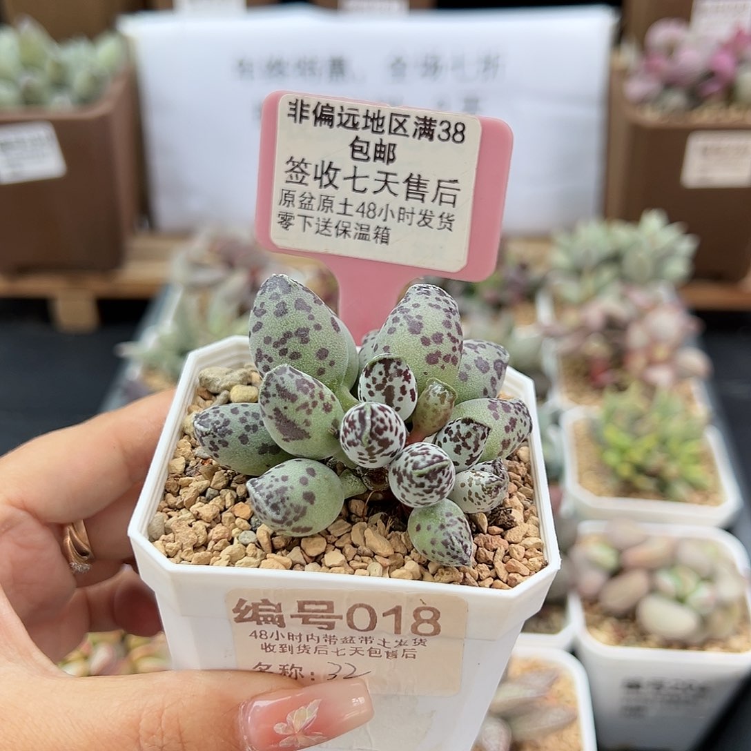 018特白肌海豹多肉植物