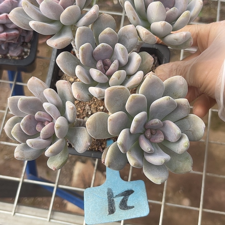 两单包邮，一物一拍21手指美人