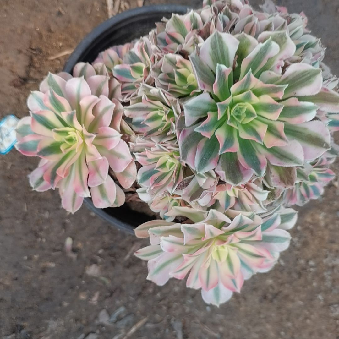 粉女巫多肉法师多肉2-16