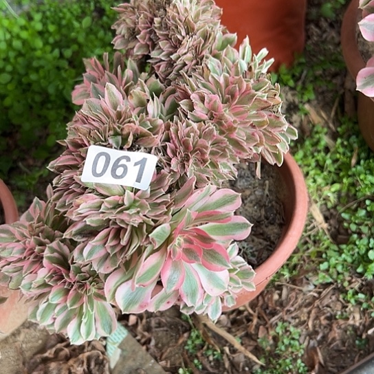 北***狼多肉植物一个女巫