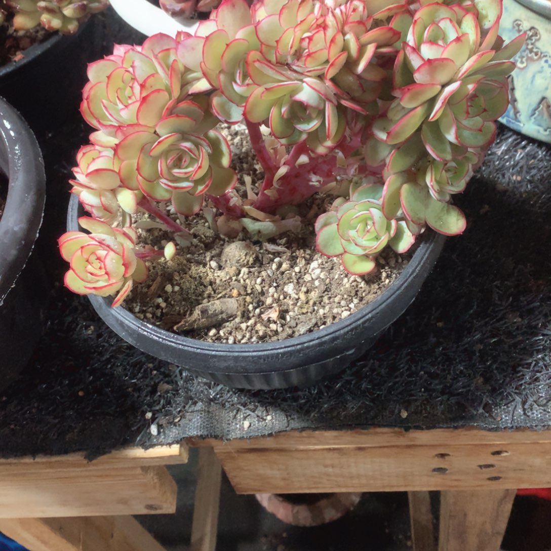 多肉植物牡丹亭树缀